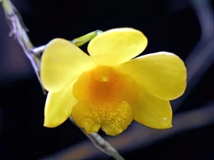 Bild von Dendrobium hancockii 3